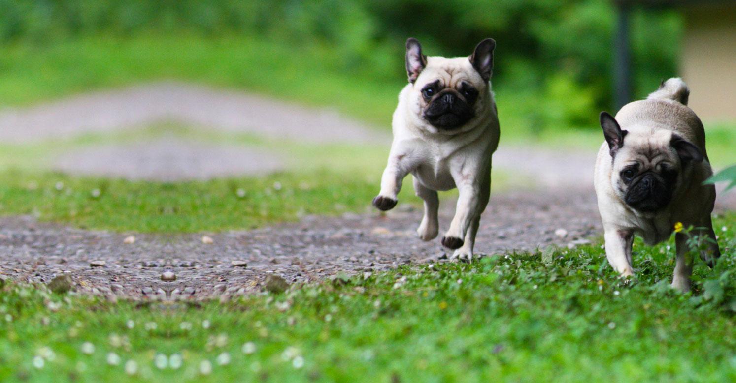 Two pugs running down a path