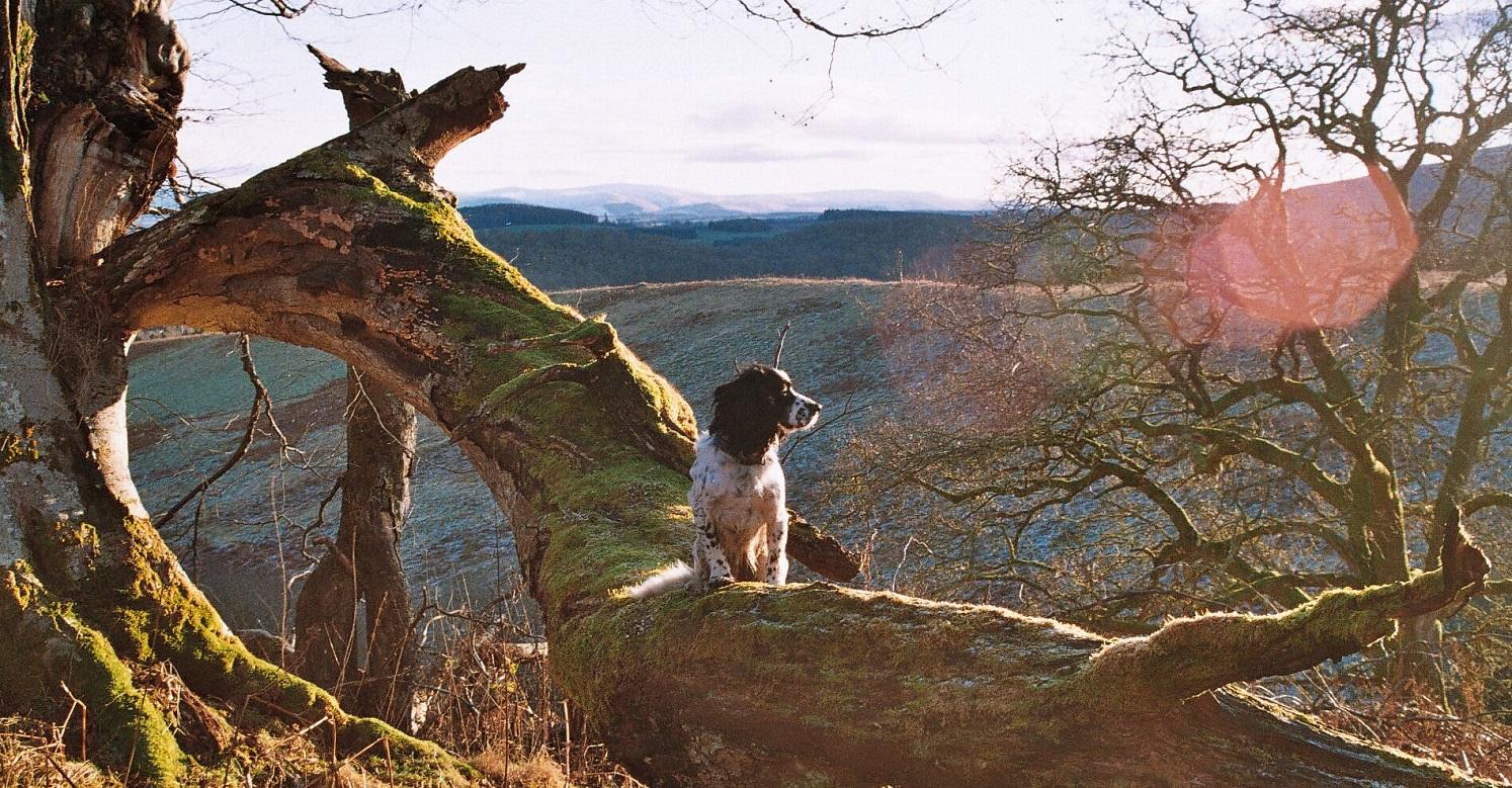Scenic view with cocker spaniel on fallen tree branch
