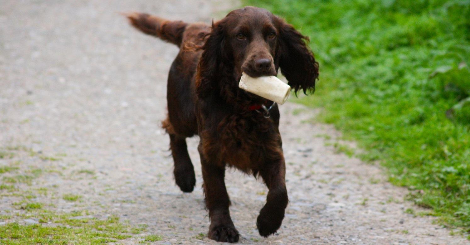Cocker spaniel with bone in mouth