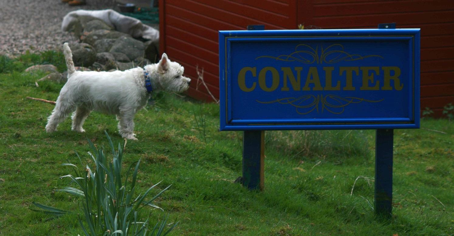 Westie looking at our sign