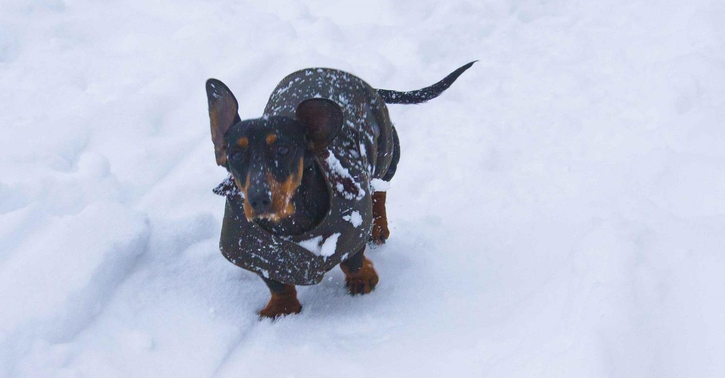 Sausage dog wearing her winter coat