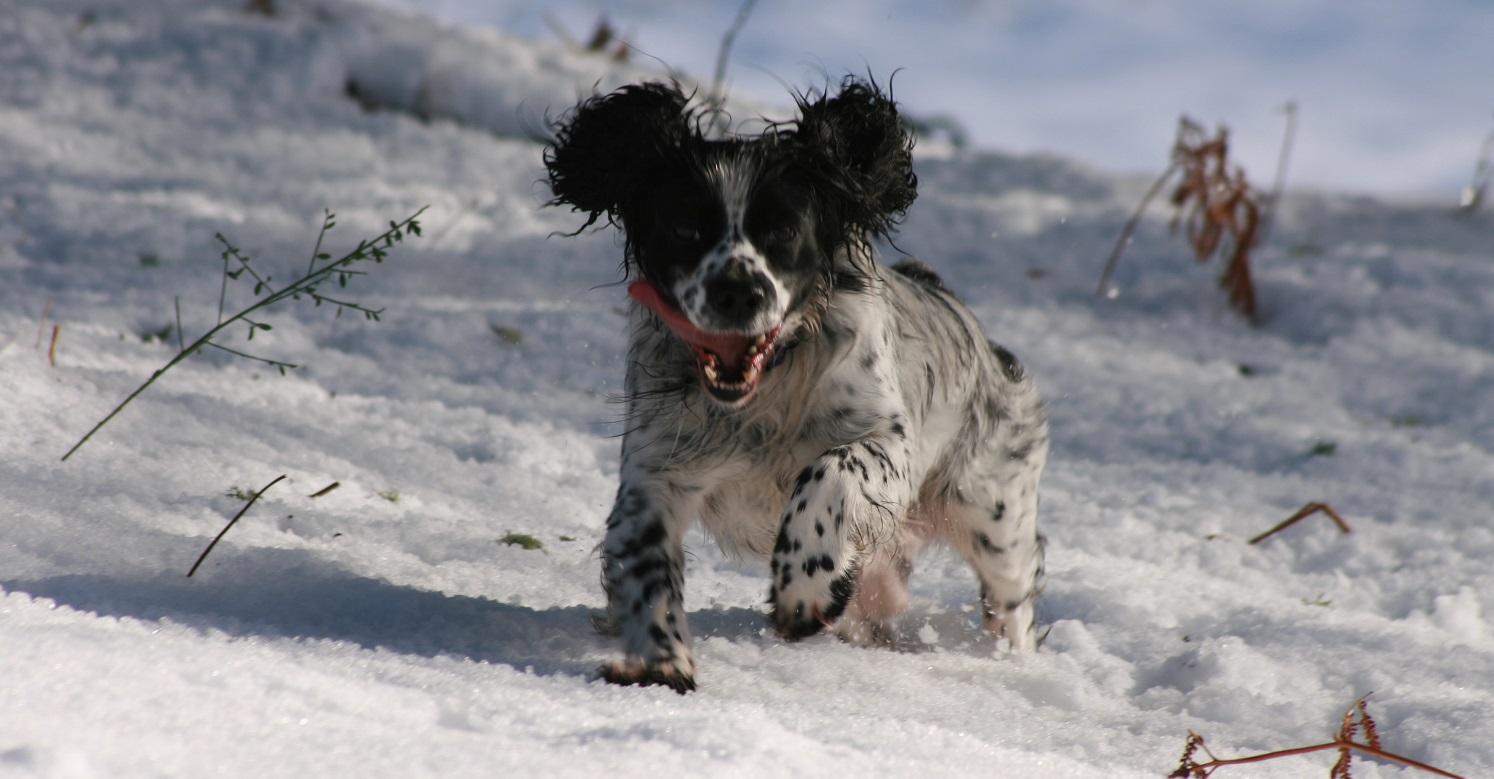 Cocker spaniel in the snow