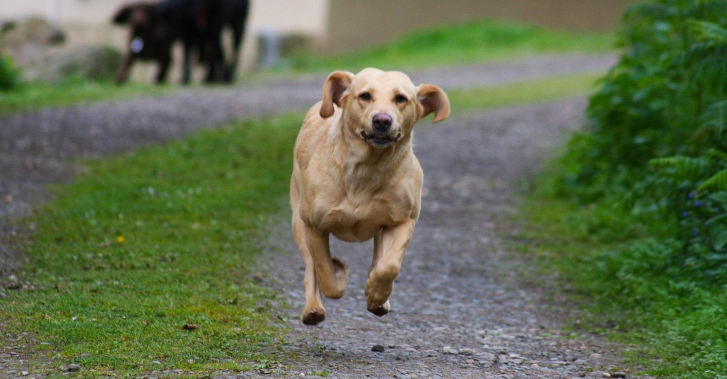 Yellow lab enjoying a run