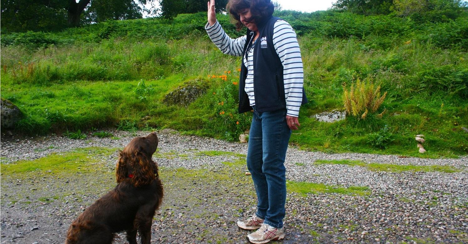 Teaching a Cocker Spaniel to sit