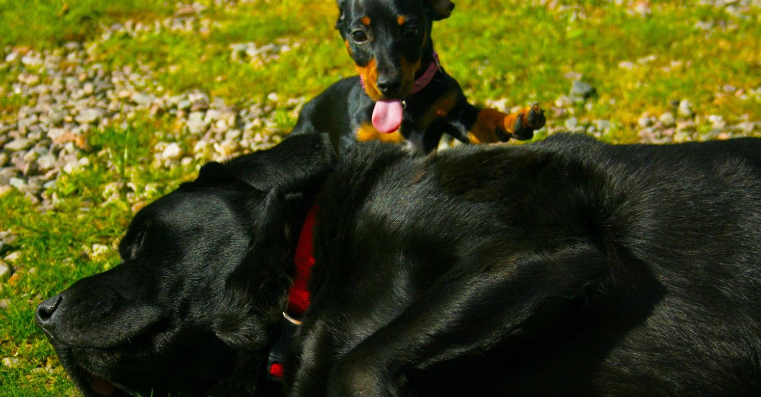 Black lab with young puppy